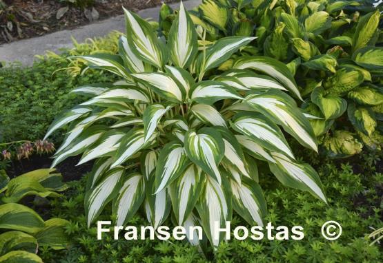 Hosta Cool as a Cucumber